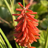 Kniphofia 'Nancy's Red'